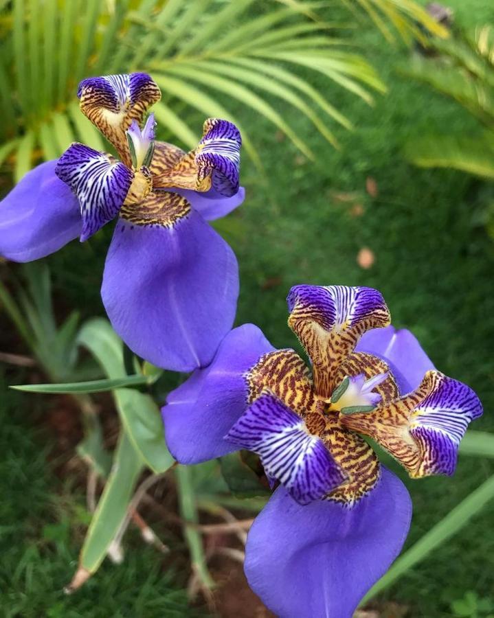 Topo Do Cipo Ecopousada Vegana Serra do Cipo National Park Ngoại thất bức ảnh